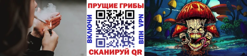 блэк спрут ССЫЛКА  Галич  это официальный сайт  Псилоцибиновые грибы Psilocybe 